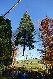 Abtransport der Weißtanne am Vortag in Peiting (©Fotp: Landkreis Weilheim-Schongau)